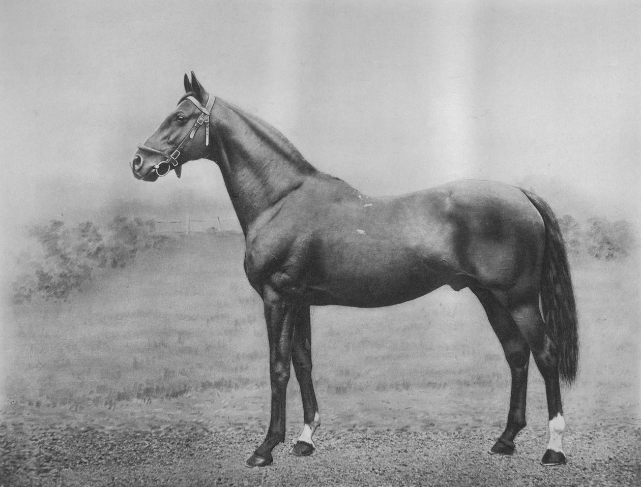 Cyllene, 1911 by Unbekannt
