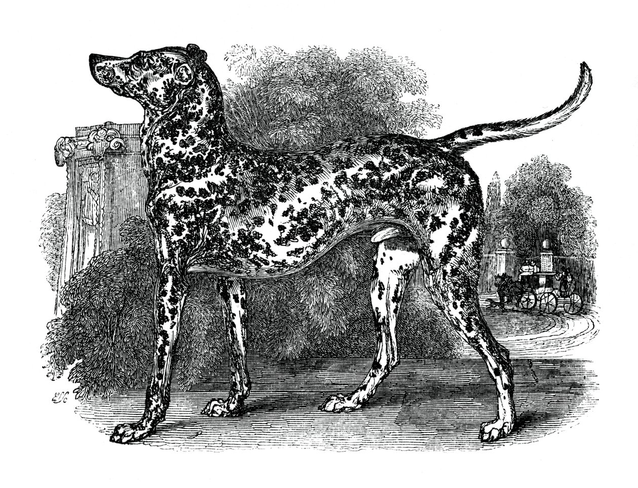 Dalmaçyalı köpek, 1848 by Unbekannt