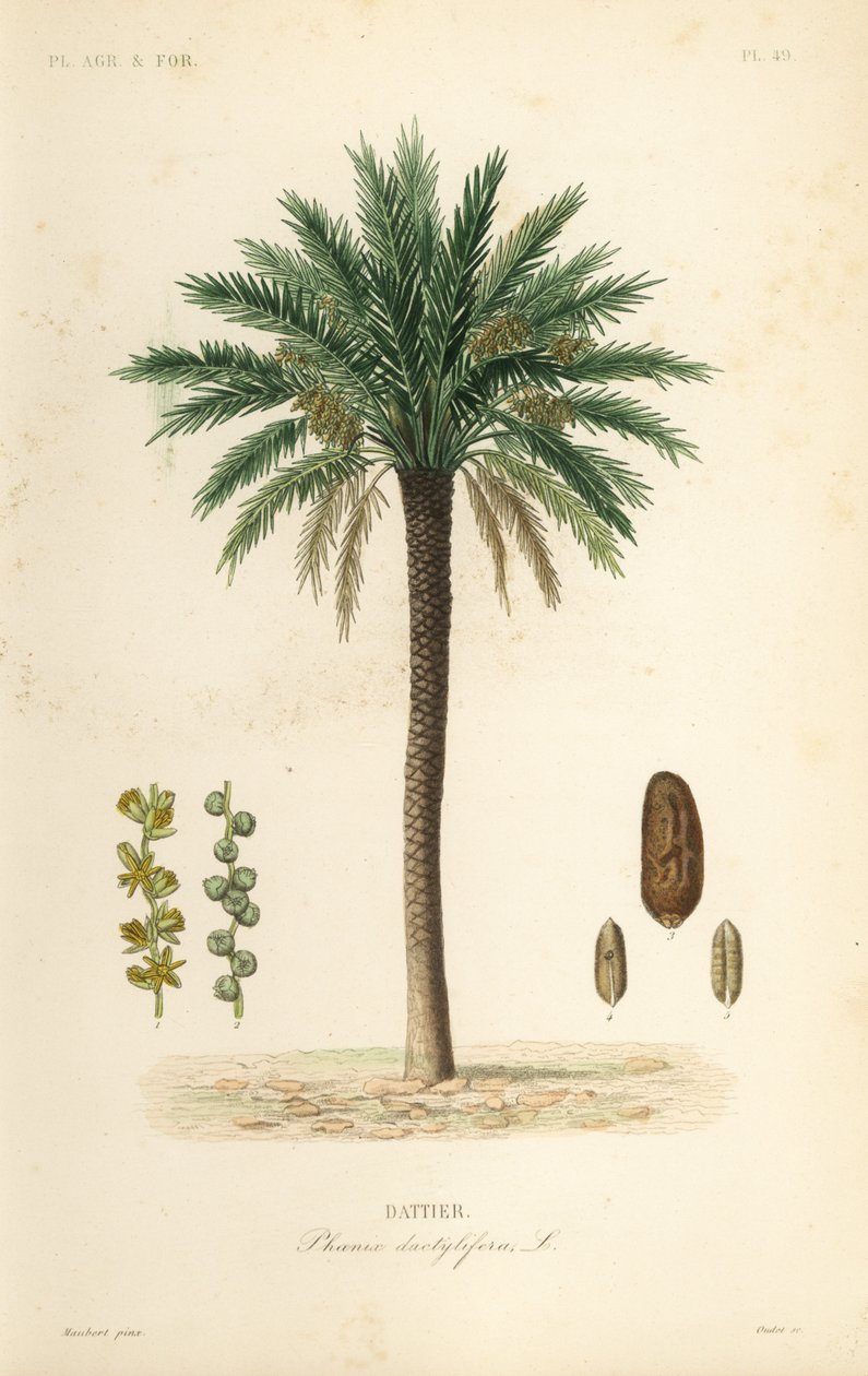 Hurma ağacı, Phoenix dactylifera, Dattier by Unbekannt
