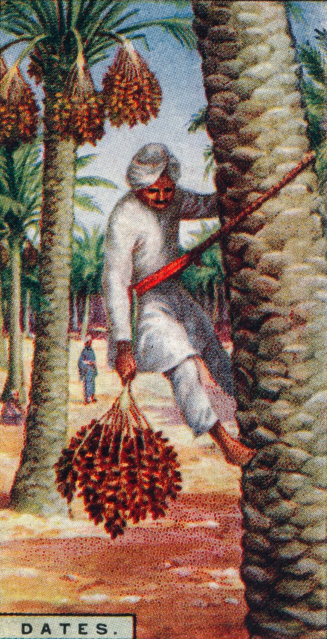 Tarih. - Meyve Toplama, Kuzey Afrika, 1928 by Unbekannt