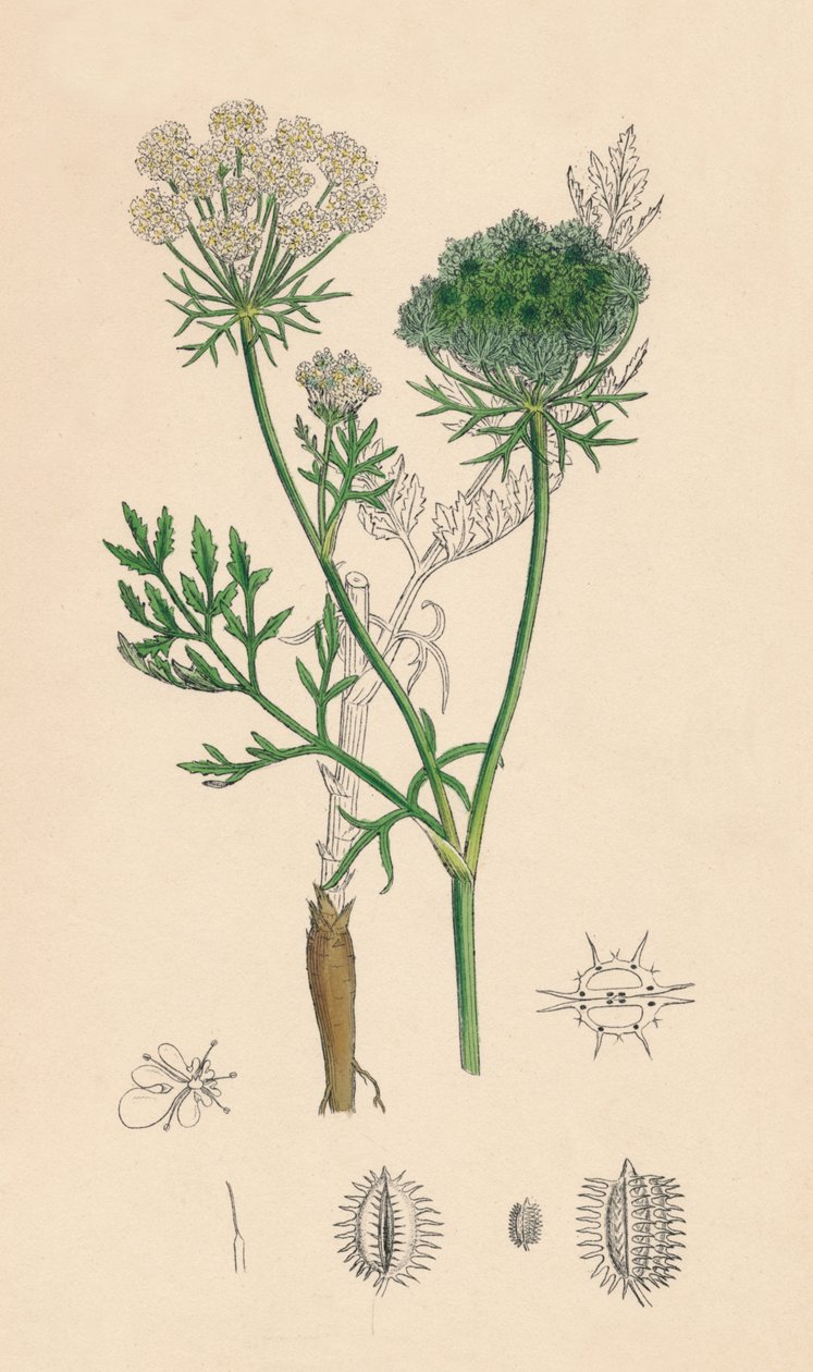 Daucus Carota. Yabani Havuç, 19. Yüzyıl by Unbekannt
