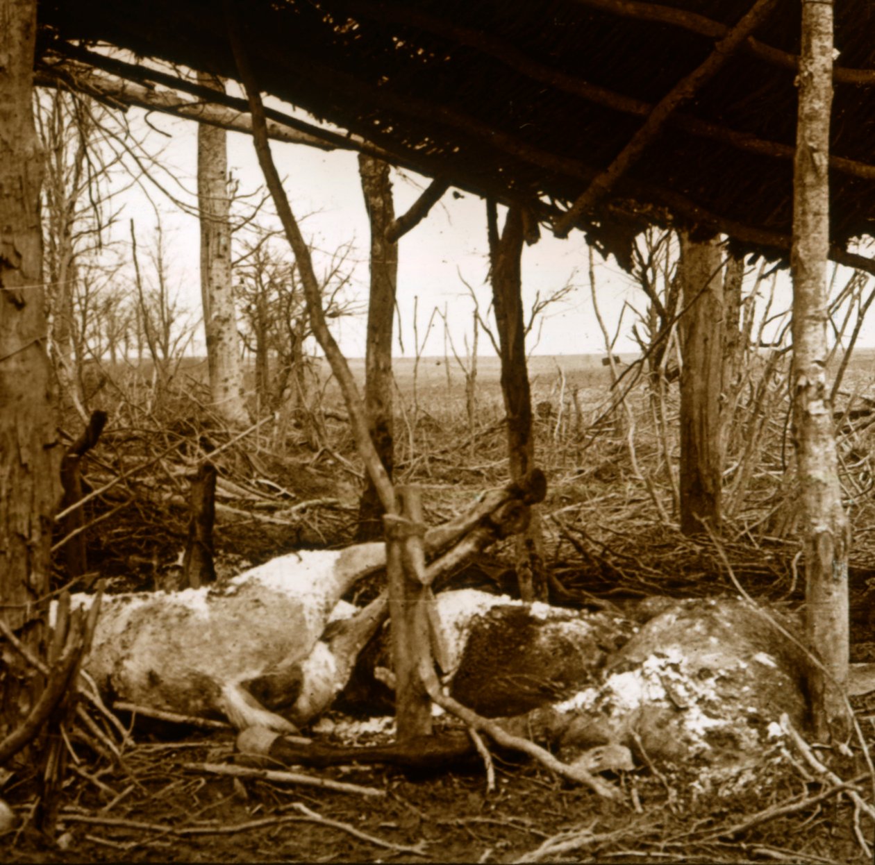Ölü atlar, Verdun, kuzey Fransa, c1914-c1918 by Unbekannt