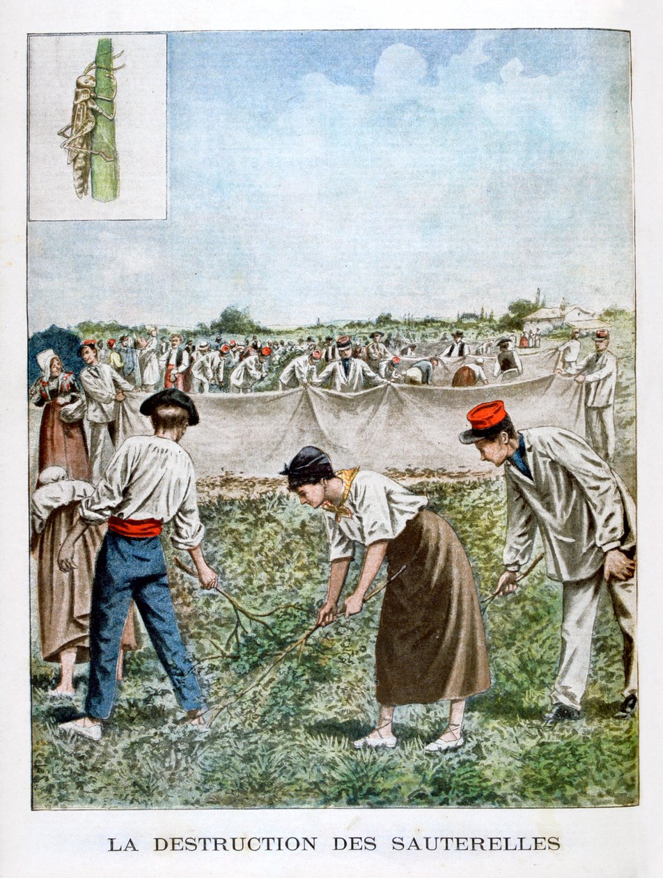 Çekirgenin yok edilmesi, 1901 by Unbekannt