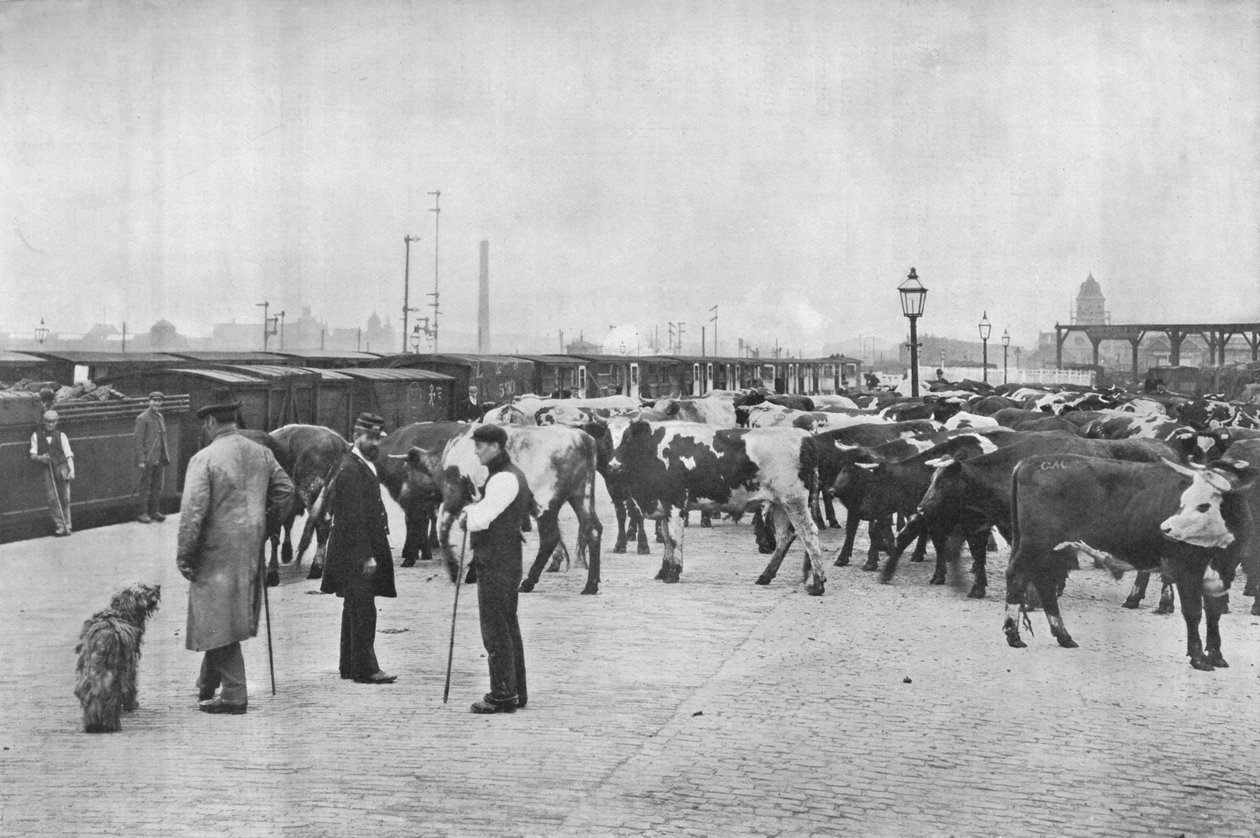 Sığır yetiştirme, LNWR deposu, York Road, Londra, c1903 1903 by Unbekannt