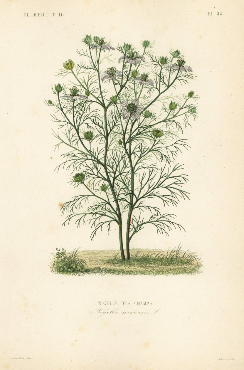 Çalıdaki şeytan veya sisteki aşk, Nigella arvensis, Nigelle des champs by Unbekannt