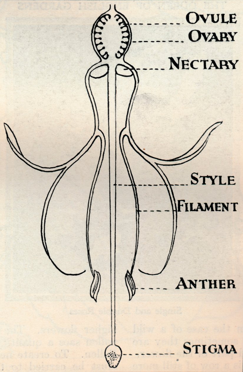 Tohum üretmek için kullanılan mekanizmayı gösteren bir Fuşya çiçeğinin şeması, c1934 by Unbekannt