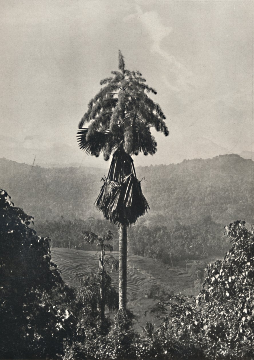 Talipot palmiyesi Corypha umbracalifera çiçek içinde, 1926 by Unbekannt