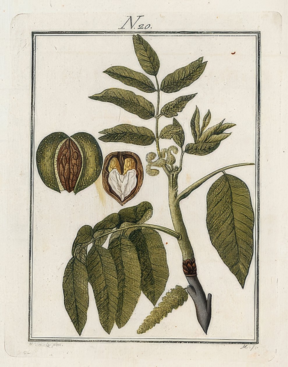 ceviz. Resimlerdeki dünya. Cilt 3. Oluşturucu. Viyana. 1790 by Unbekannt