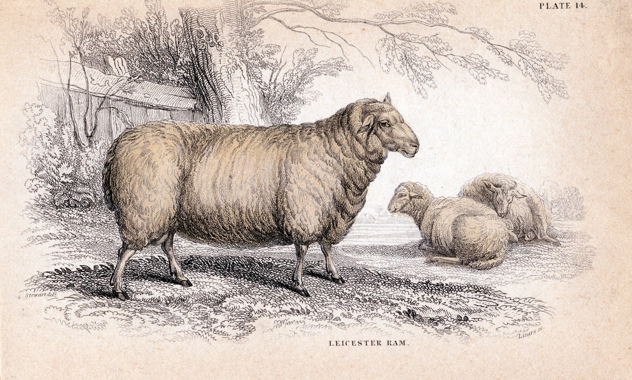Dishley Yeni Leicester Ram, c1840 by Unbekannt