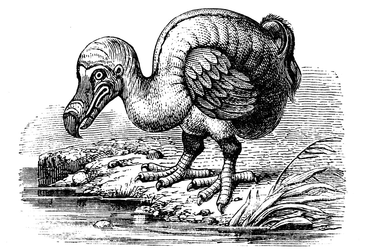 Dodo, 1884 by Unbekannt