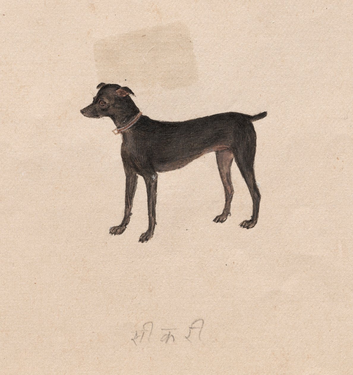 Köpek, 1800