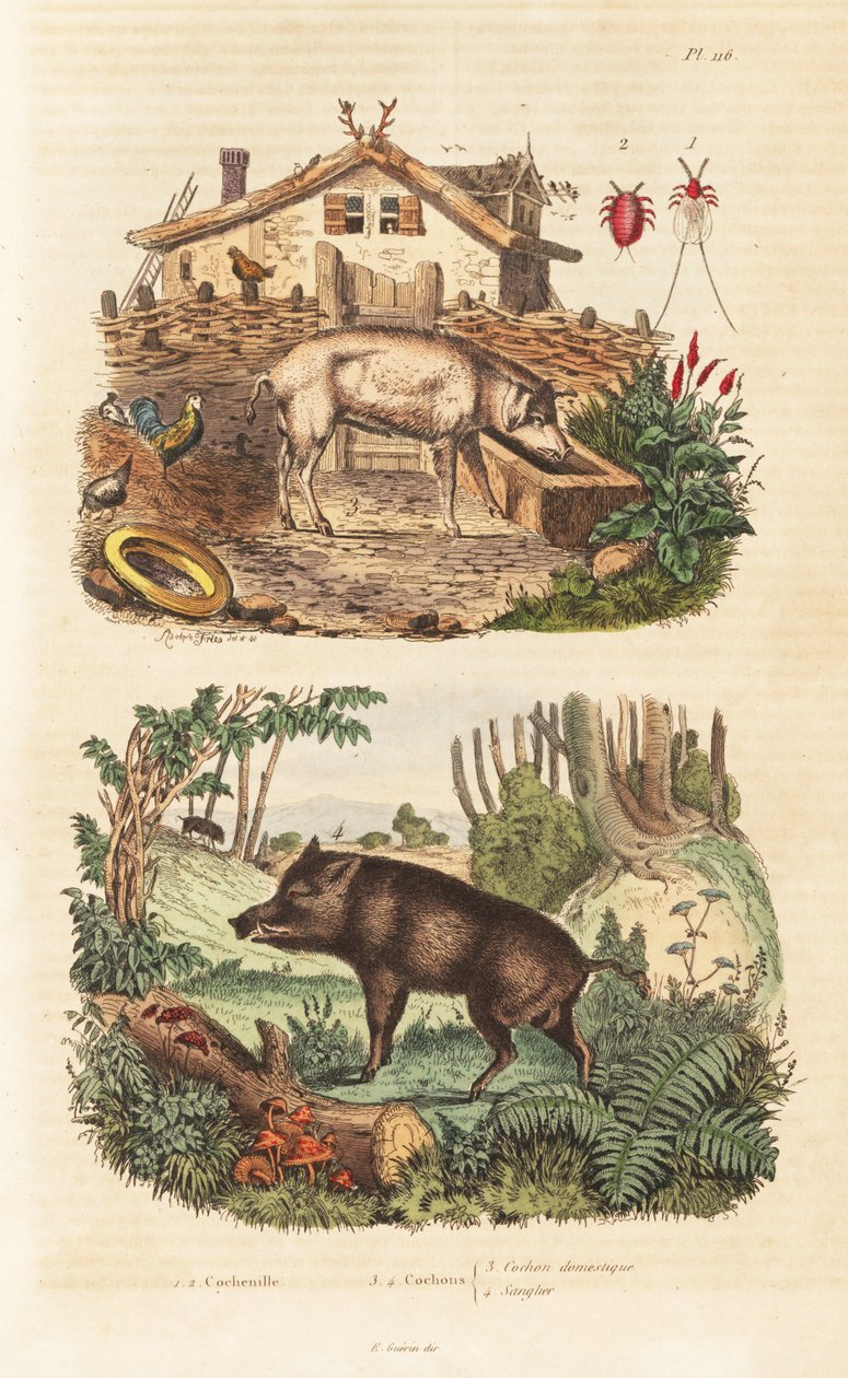 Yerli domuz, Sus scrofa domesticus 3, yaban domuzu, Sus scrofa 4 ve kırmız böceği, Dactylopius coccus 1,2 by Unbekannt