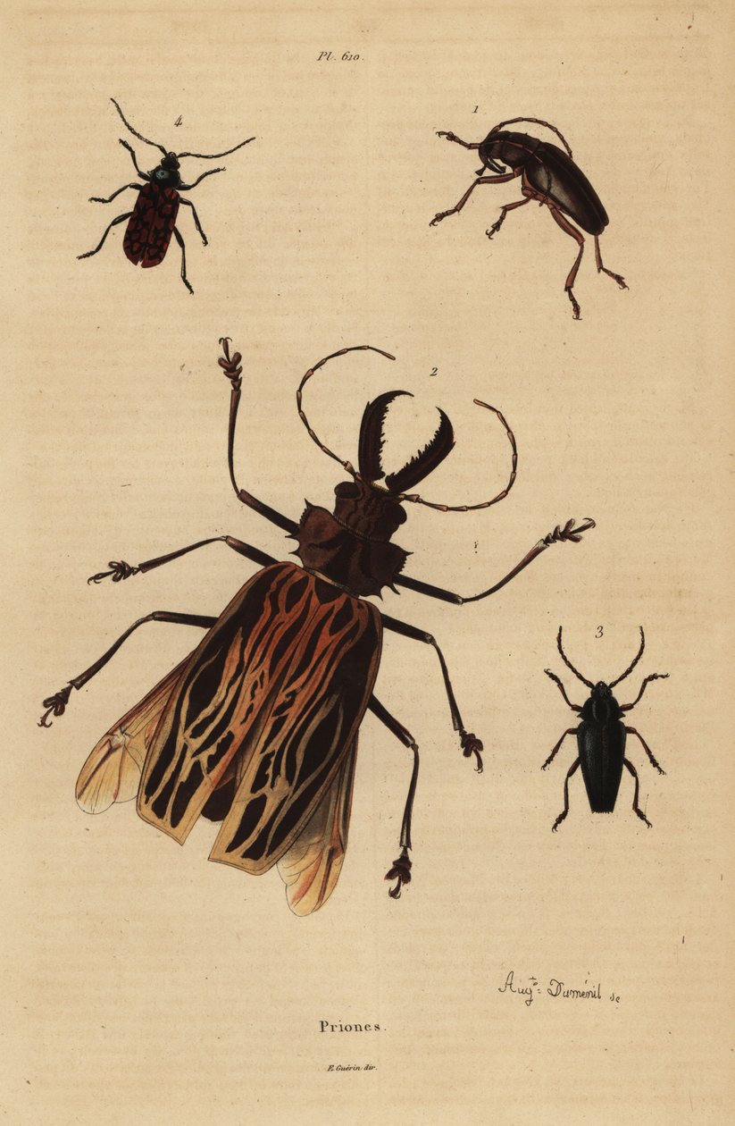 Dorysthenes paradoxus 1, Macrodontia cervicornis, savunmasız 2, Elateropsis lineatus 3 ve Prionus versicolor 4 by Unbekannt