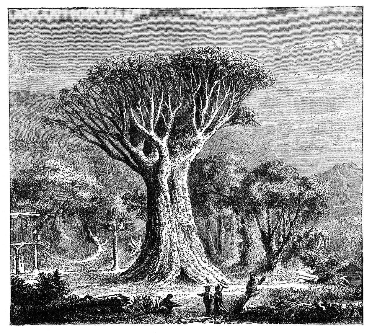 Icod Dracona, Tenerife, İspanya, c1900