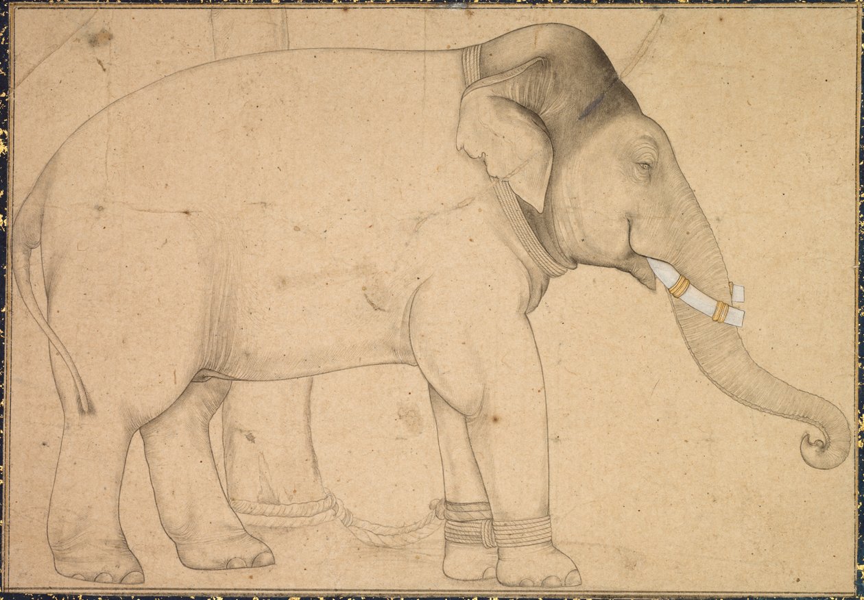 Fil Çizimi, c. 1700. by Unbekannt