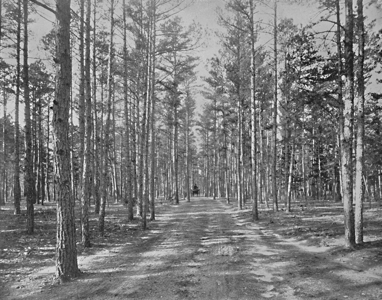 Piney Woods Park