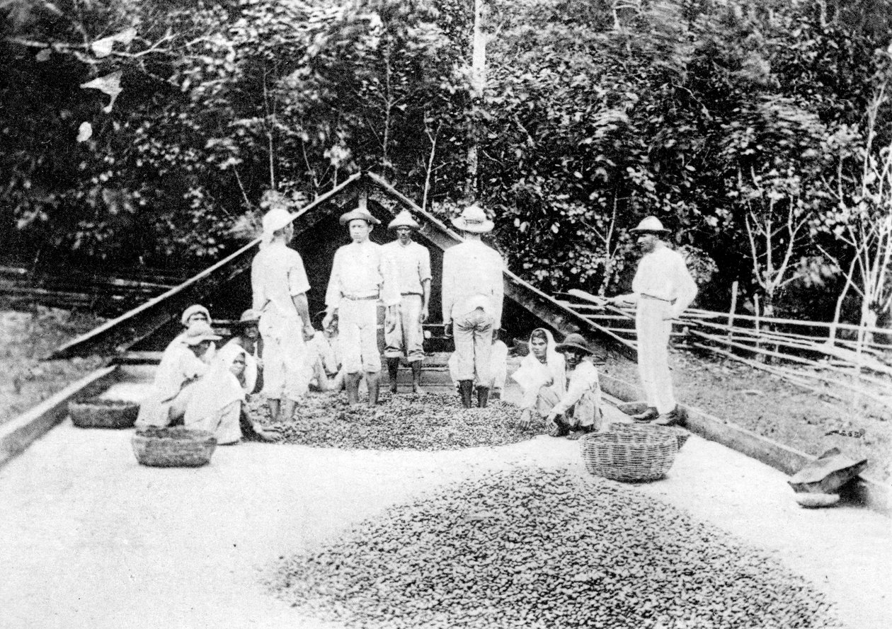 Kurutma kakao, Trinidad, c1900s by Unbekannt