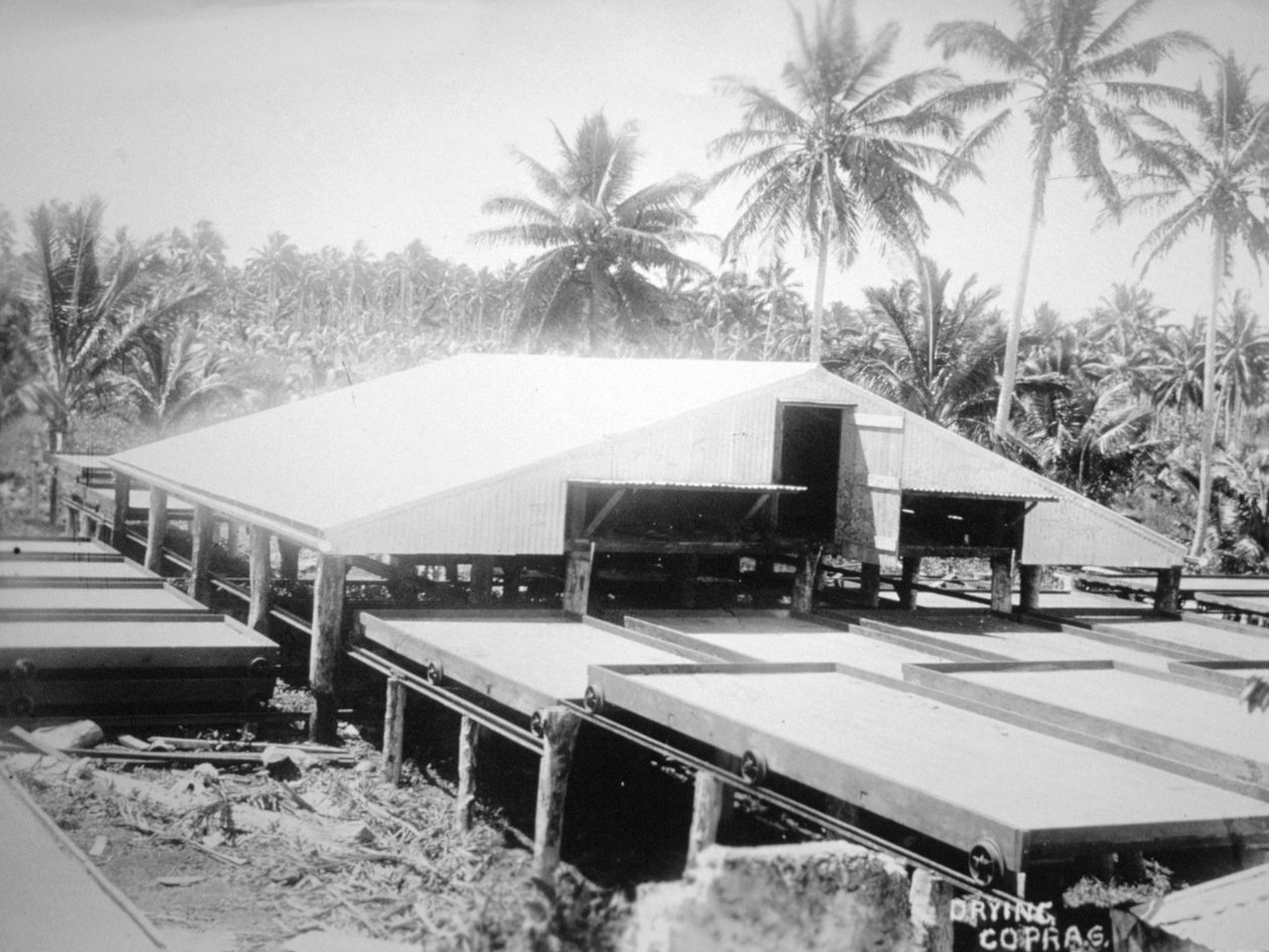 Kuru kopra, Solomon Adası, Fiji, 1905 by Unbekannt
