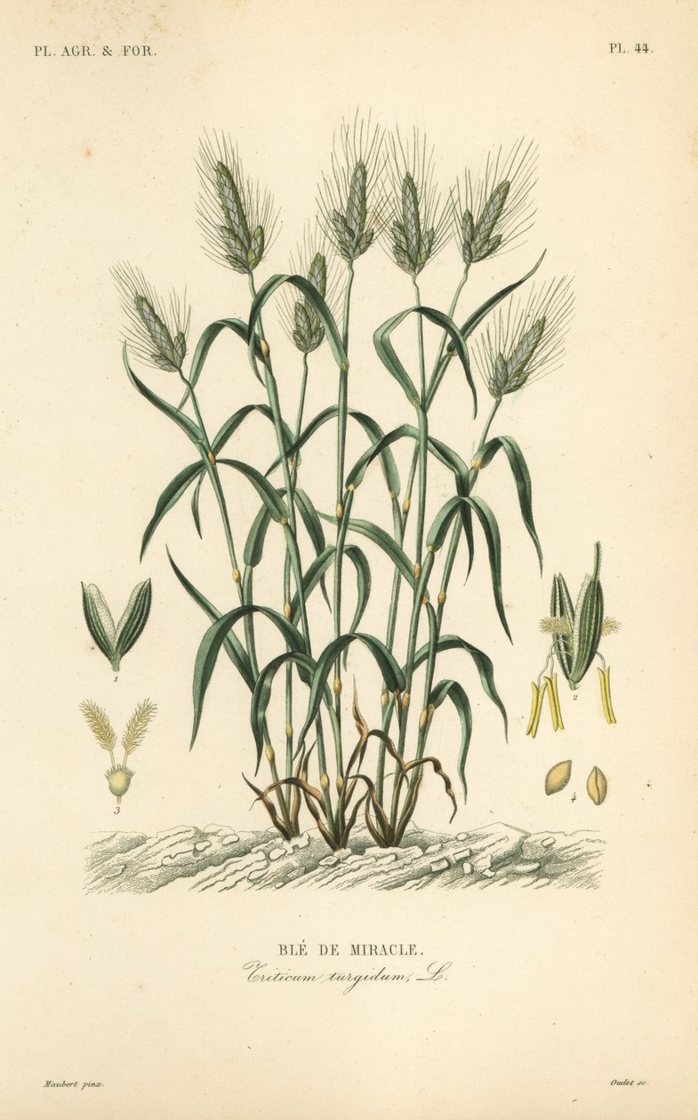 Durum buğdayı, makarna buğdayı veya maraconi buğdayı, Triticum turgidum, Ble de mucize by Unbekannt