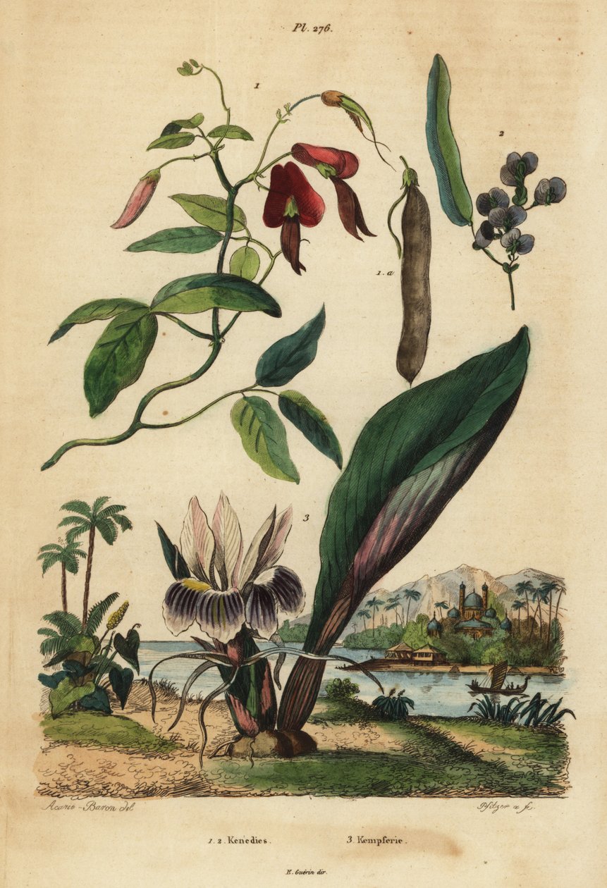 Gölgeli mercan bezelyesi, Kennedia rubicunda 1, sahte sarsaparilla, Hardenbergia violacea 2 ve karahorm by Unbekannt