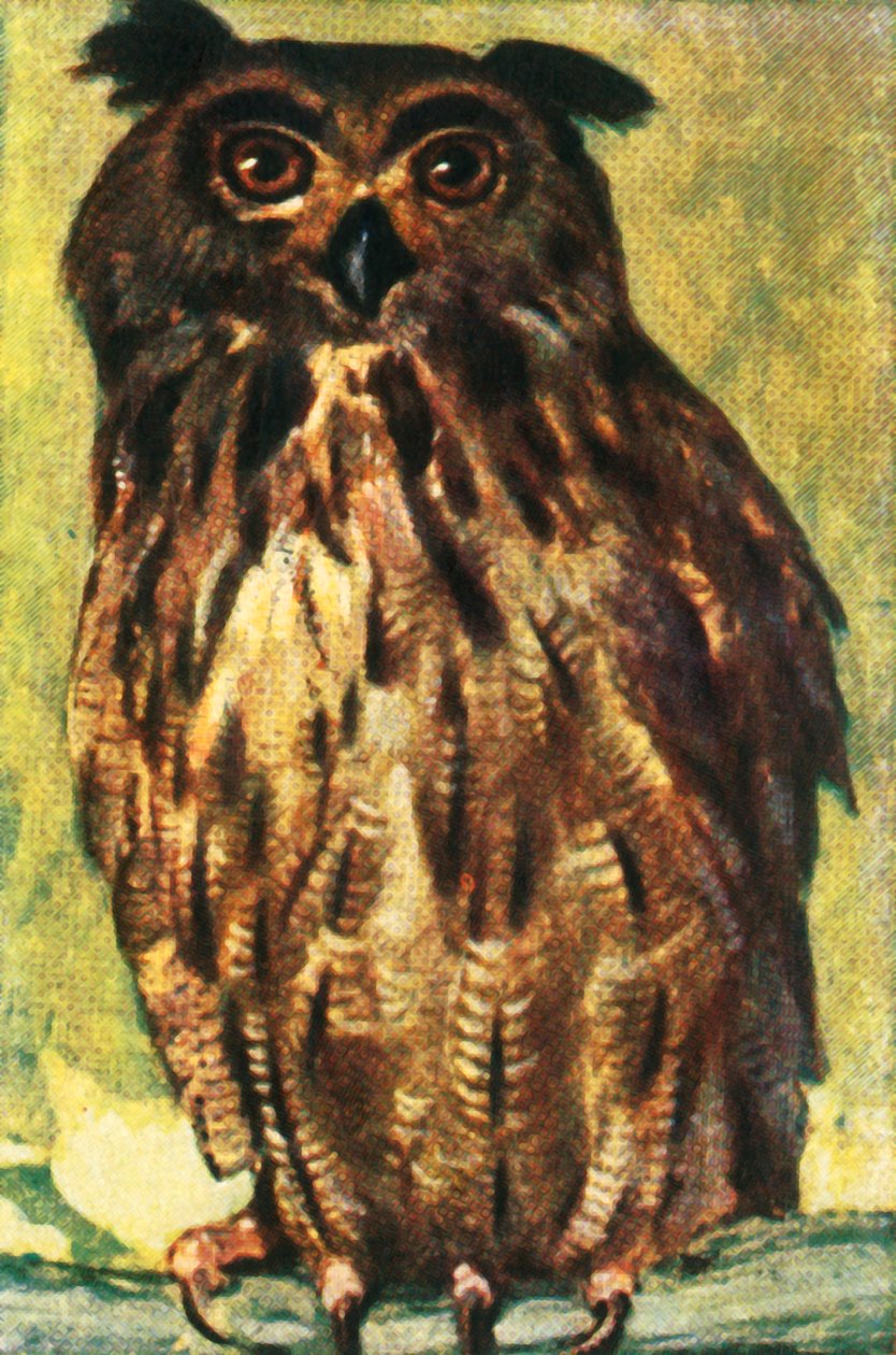 Kartal baykuşu, c1928. by Unbekannt