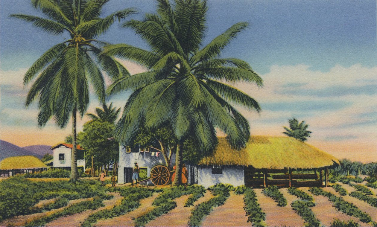 Doğu Hint Kulübeleri, Trinidad, B.W.I., c1940