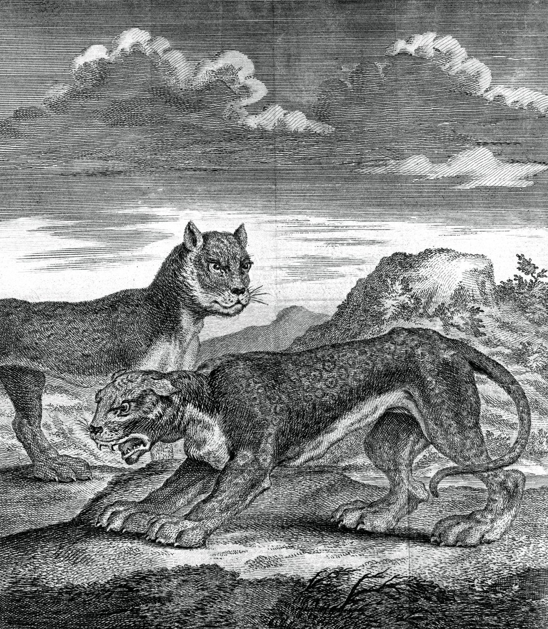 Doğu Hint leoparı, 1750 by Unbekannt