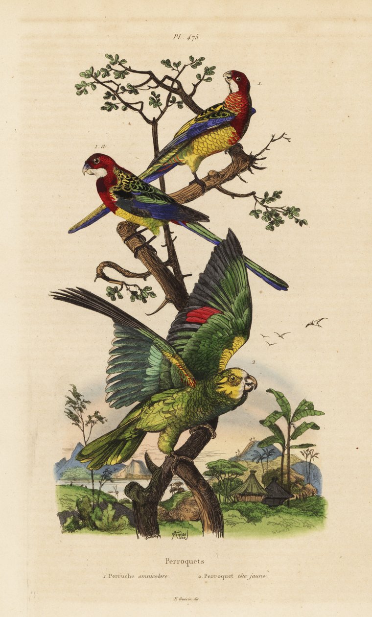 Doğu rosella, Platycercus sınavları ve sarı taçlı amazon, Amazona ochrocephala by Unbekannt