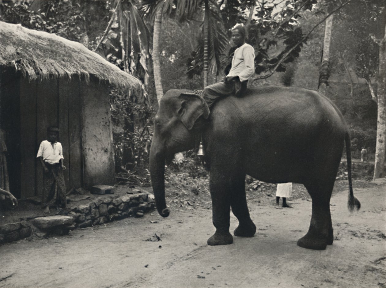 Kandy yakınlarındaki bir yolda fil, 1926 by Unbekannt