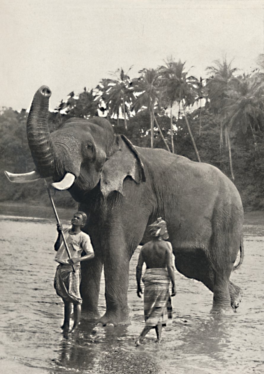 Mahavaliganga'da fil, 1926 by Unbekannt