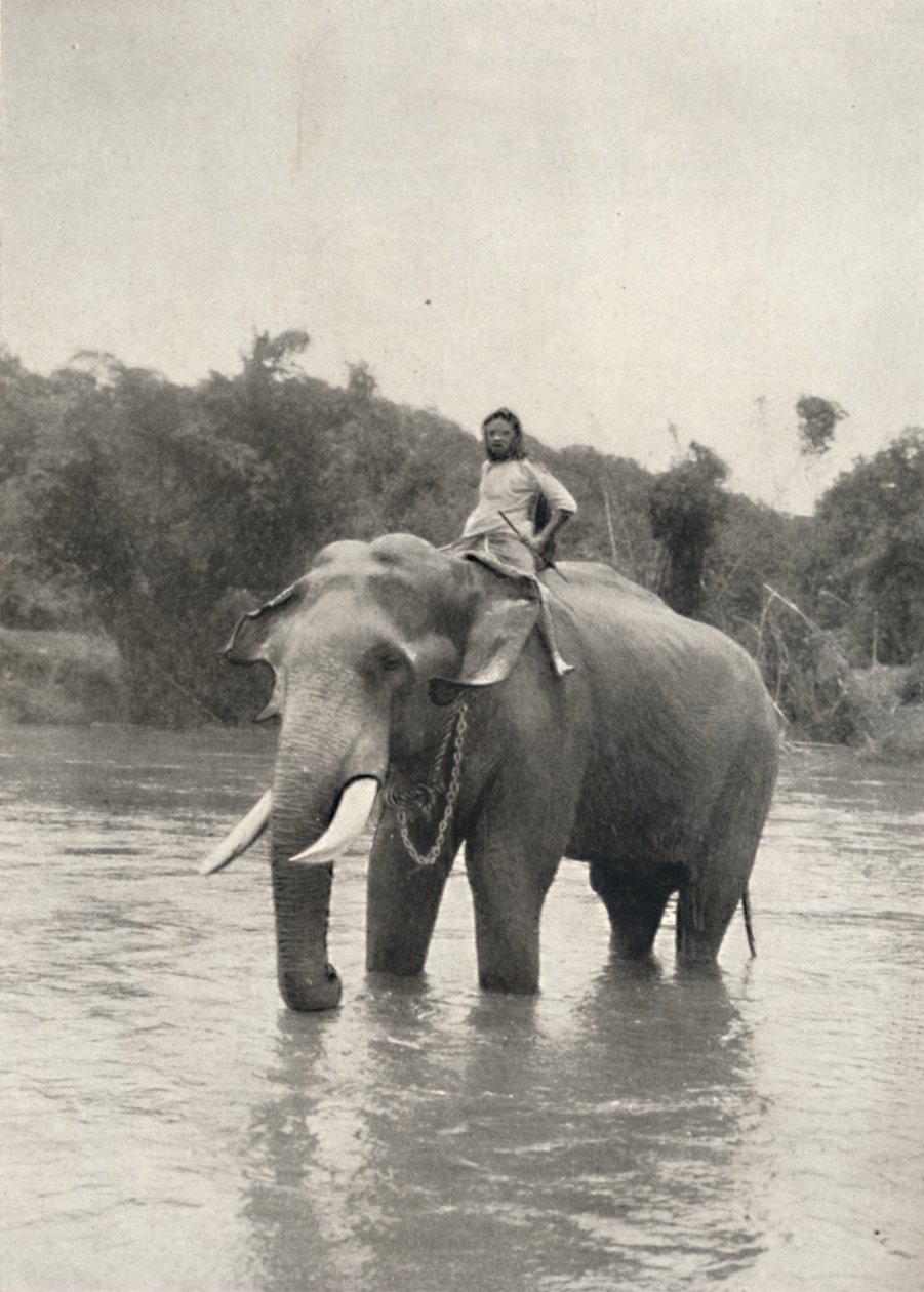 Kornak ile Fil In der Mahavaliganga, 1926 by Unbekannt