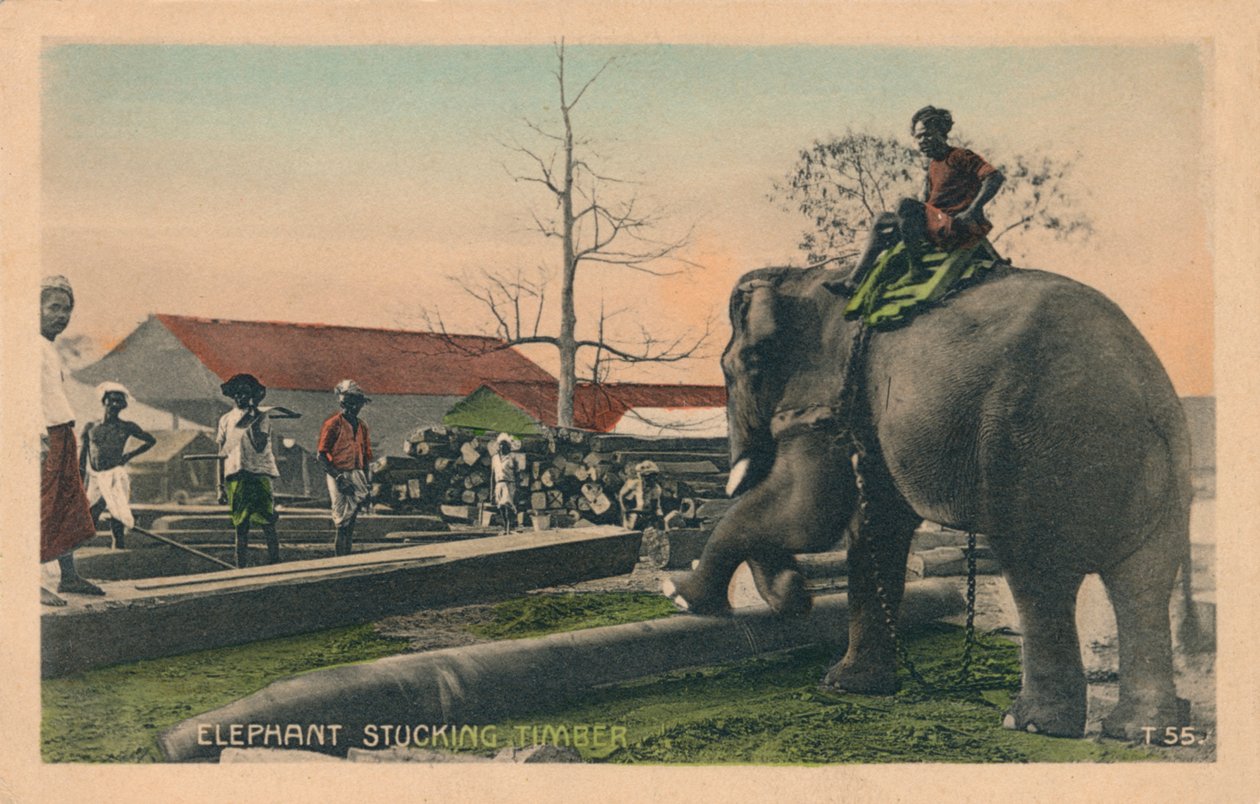 Fil Sıkışmış Kereste, c1900 by Unbekannt