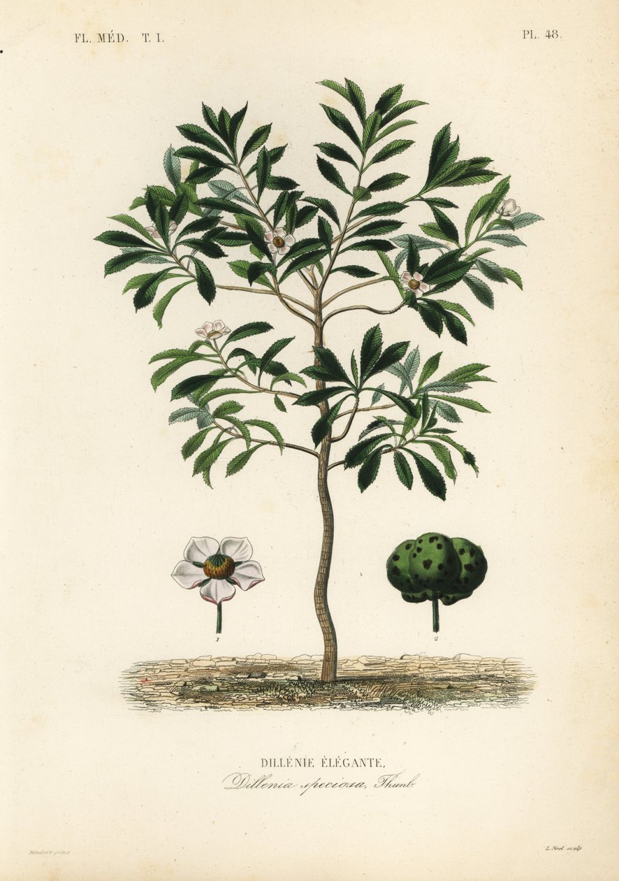 Fil elması veya chulta, Dillenia indica, Dillenia speciosa, Dillenie elegante by Unbekannt