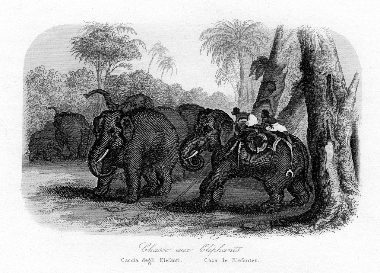 Fil avı, Hindistan, c1840 by Unbekannt