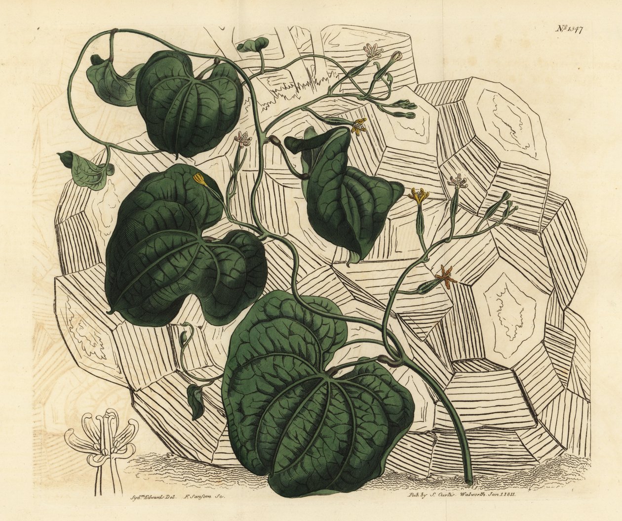 Fil ayağı, Dioscorea filleri (Dişi pelerin bryony, Tamus filleri faemina) by Unbekannt