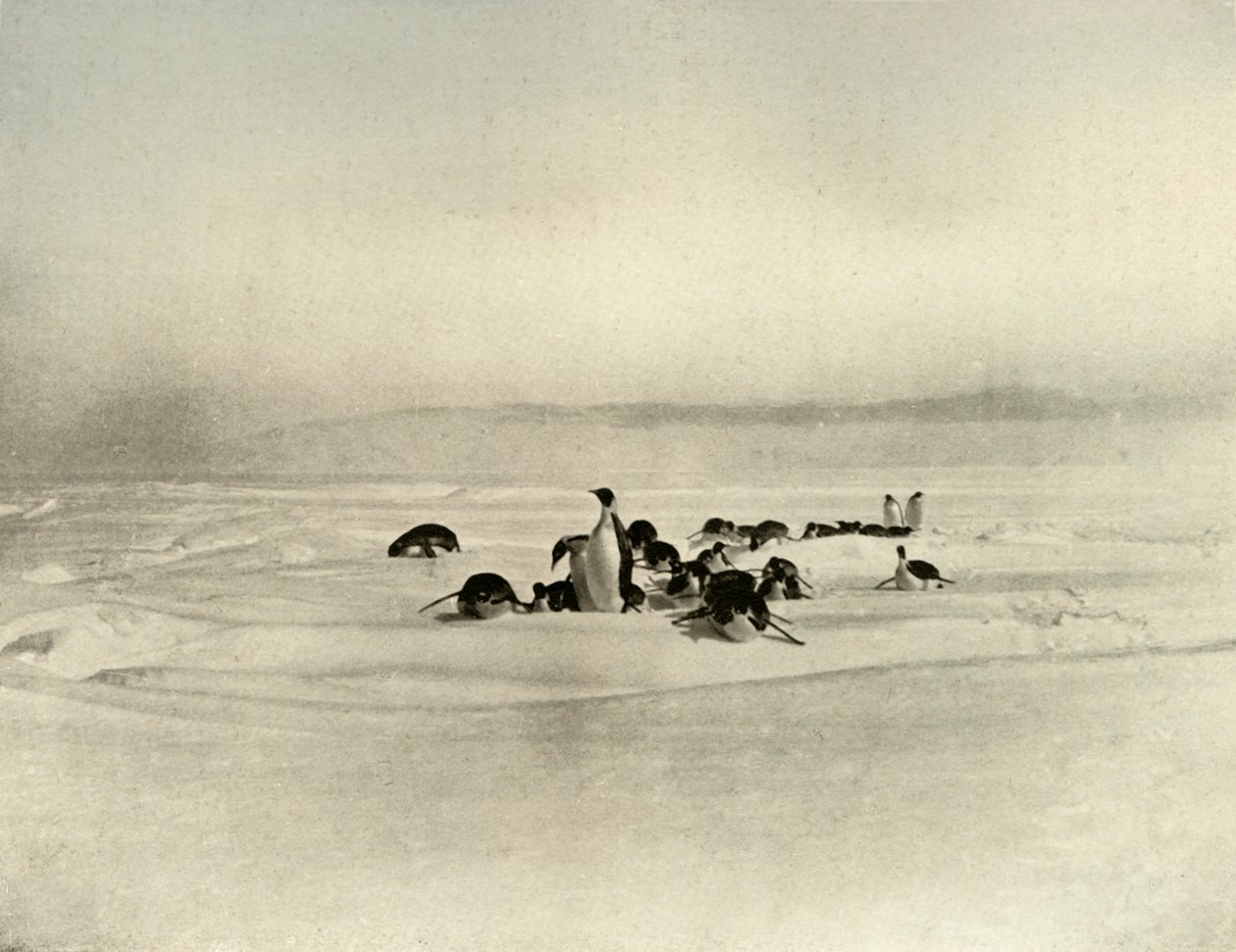 İmparatorun Kızak Kızağı, c 1908, 1909 by Unbekannt