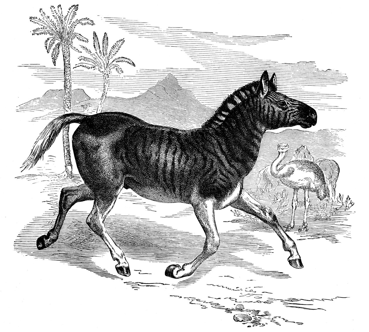 Bir Quagga gravürü, 1884 by Unbekannt