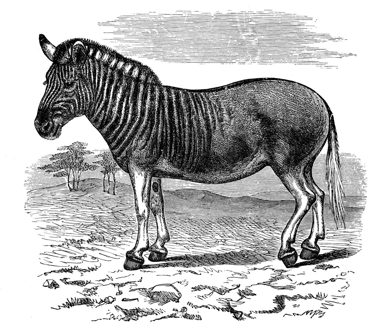 Bir Quagga