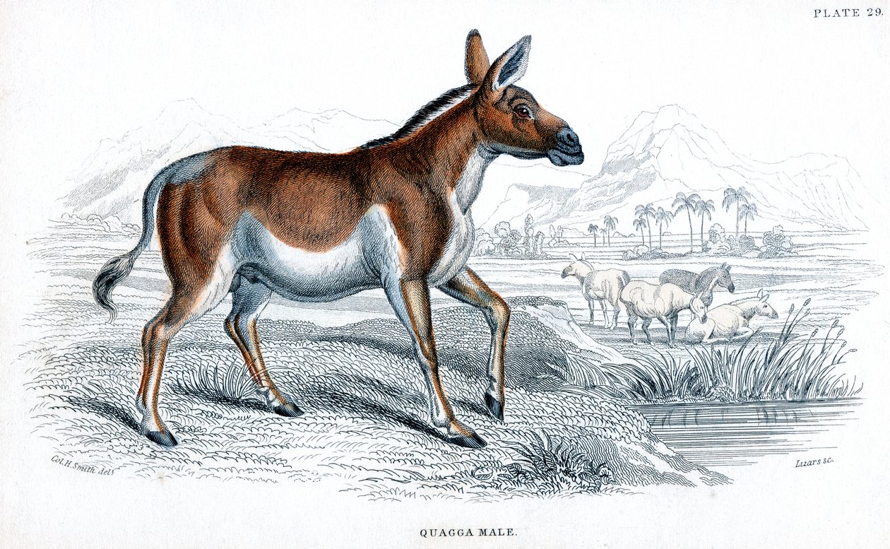 Bir Quagga gravürü, c1830 by Unbekannt