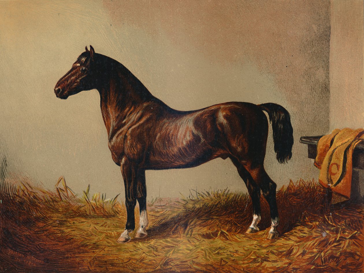 Tüm Midilli Hack Don Carlos, c1897. by Unbekannt