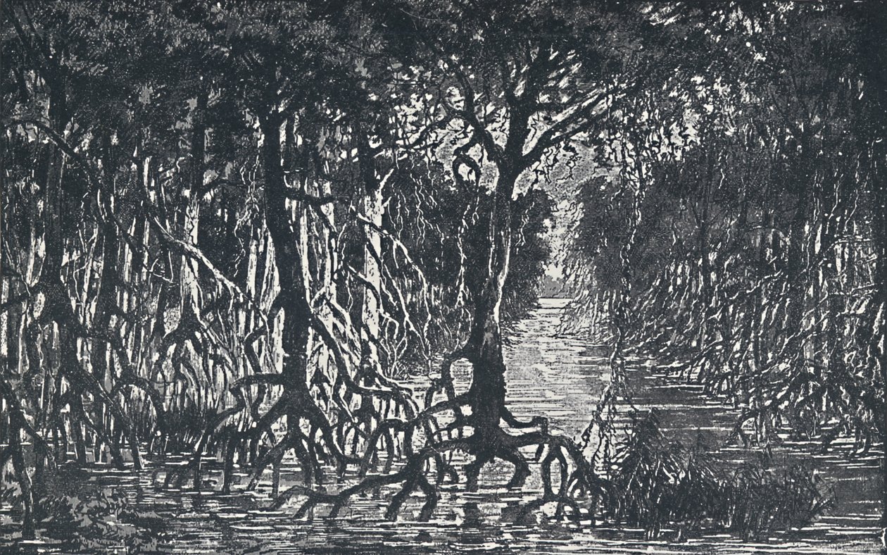 Ekvator Afrika Ormanı, 1924 by Unbekannt