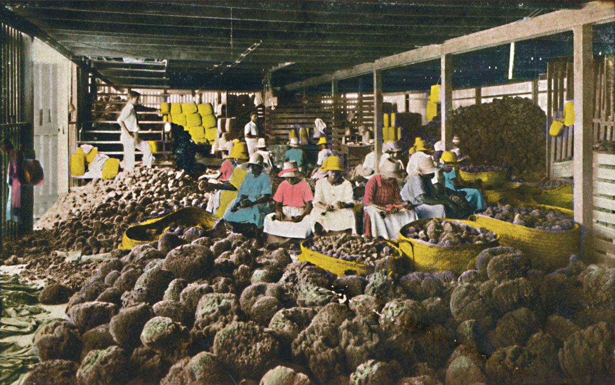 Esfakis - Sünger Paketleme Evi - Nassau, Bahamalar, c1930s. Türk by Unbekannt