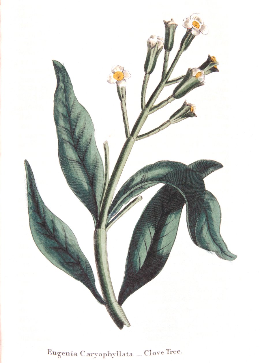 Eugenia caryophyllata - karanfil ağacı, 1823 by Unbekannt