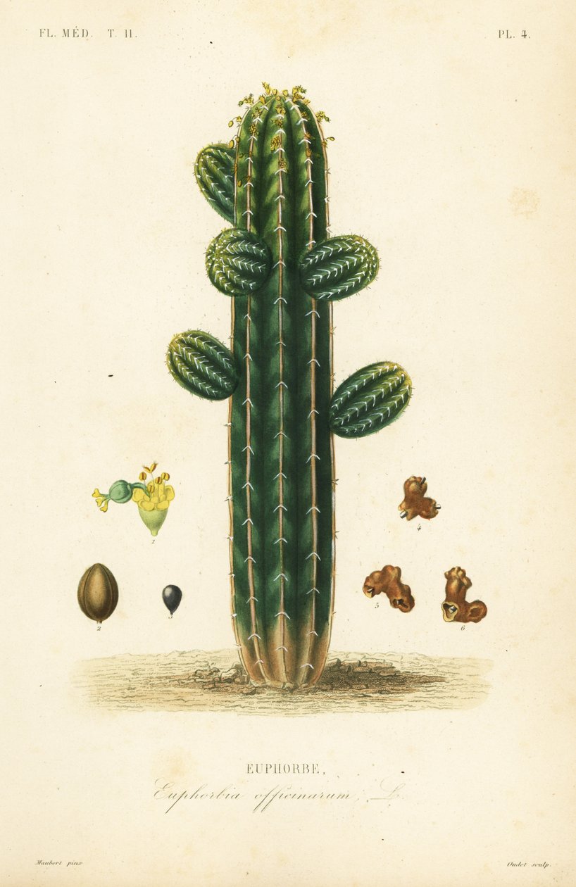 Euphorbia officinarum, Euphorbe by Unbekannt