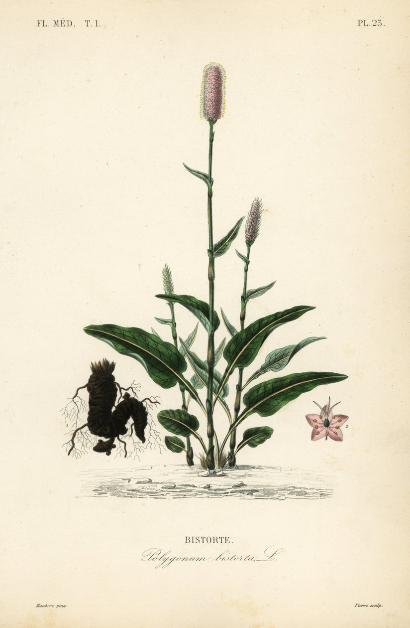 Avrupa bistort veya yılankökü, Persicaria bistorta, Polygonum bistorta, Bistorte by Unbekannt