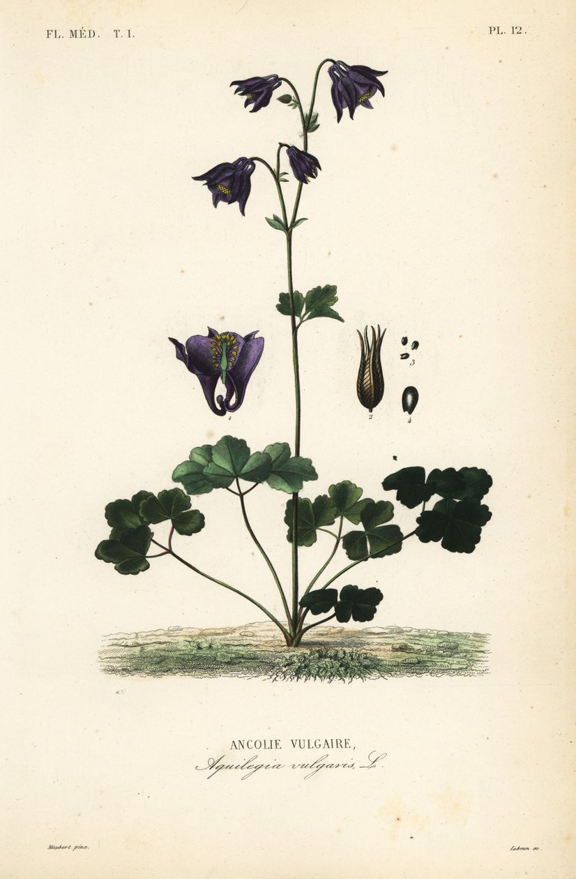 Avrupa kumru, Aquilegia vulgaris, Ancolie vulgaire by Unbekannt
