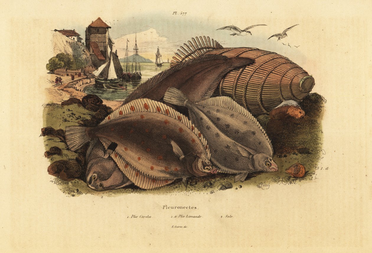 Avrupa plaice, Pleuronectes platesa 1, ortak dab, Limanda limanda 1a ve Dover taban, Solea solea 2 by Unbekannt