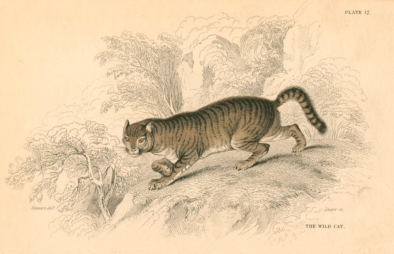 Avrupa yaban kedisi Felis silvestris, 1828 by Unbekannt