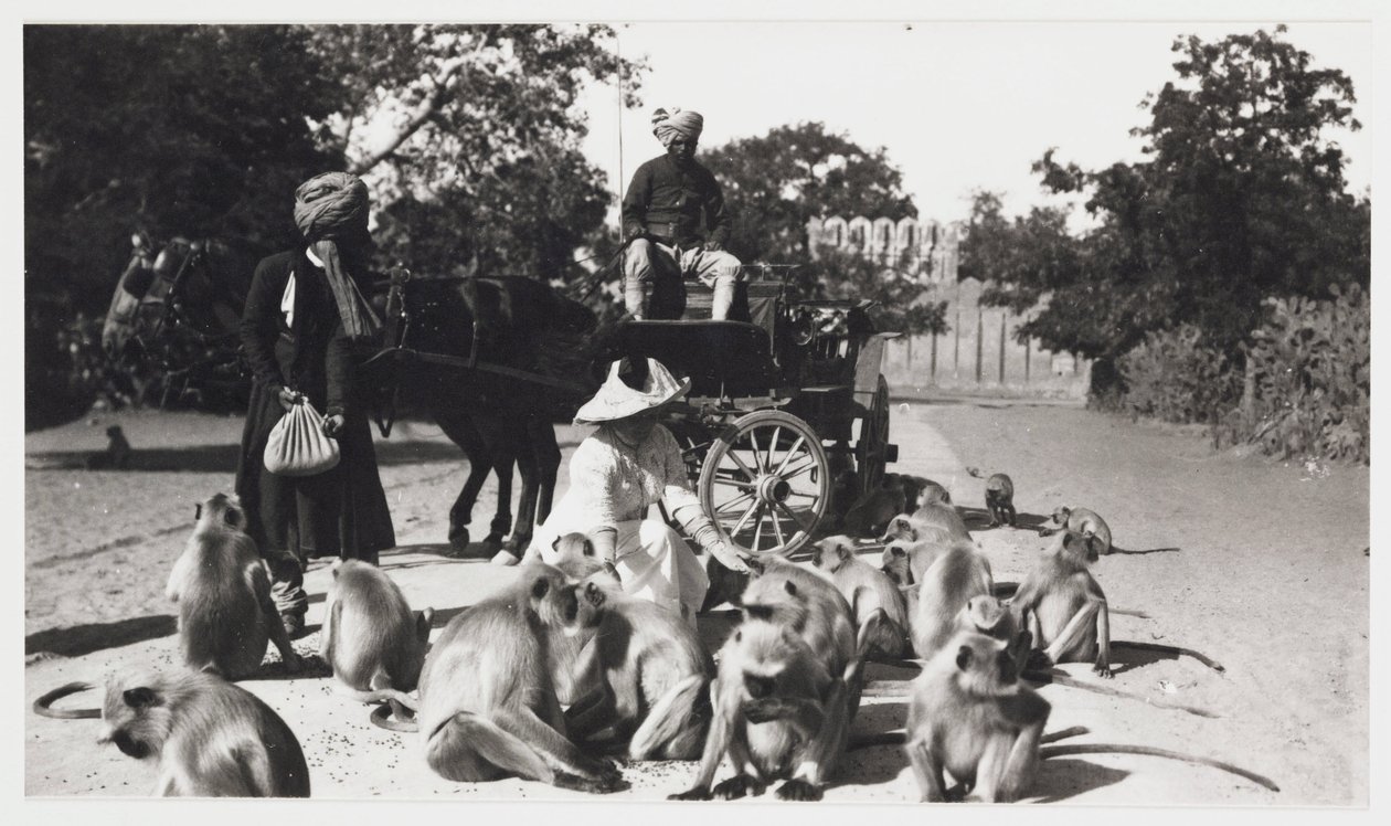 Bir maymun sürüsünü besleyen Avrupalı kadın, Hindistan, c 1910 by Unbekannt