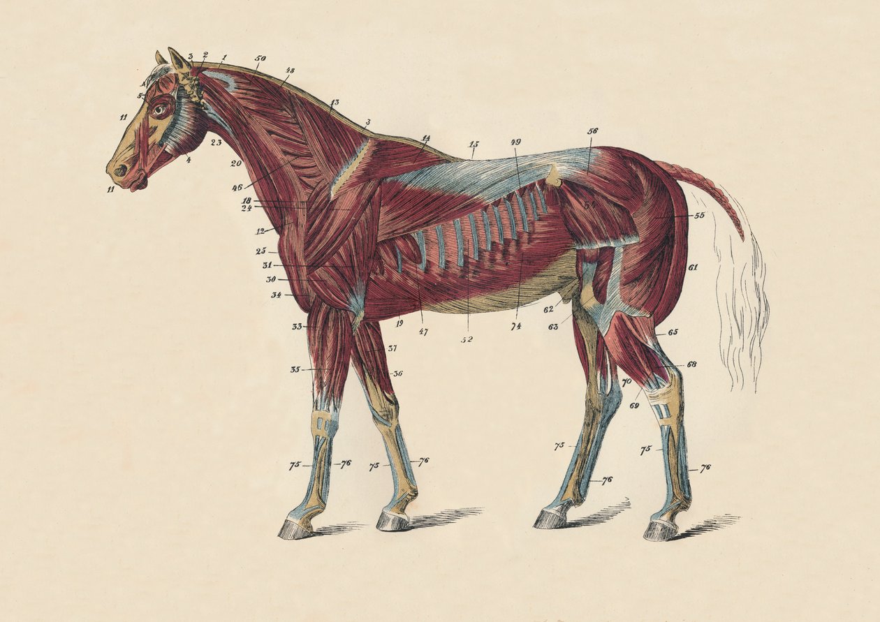 Atların Vücudunun Dış Kasları ve Tendonları, c1879. by Unbekannt